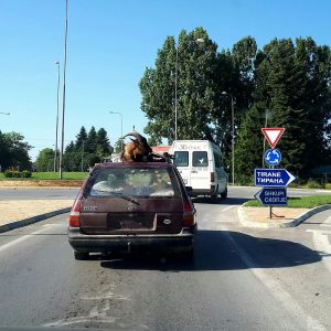 Foto Lajm:Transporti falas për kafshët në Strugë!!!