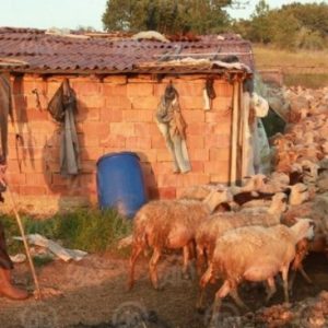 Rrëfimi prekës i bariut që e pret iftarin dhe syfyrin me delet e tij (FOTO)