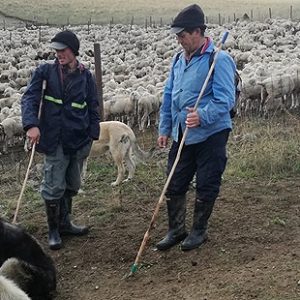 Fermerët kërkojnë koncesione afatgjata për kullotat