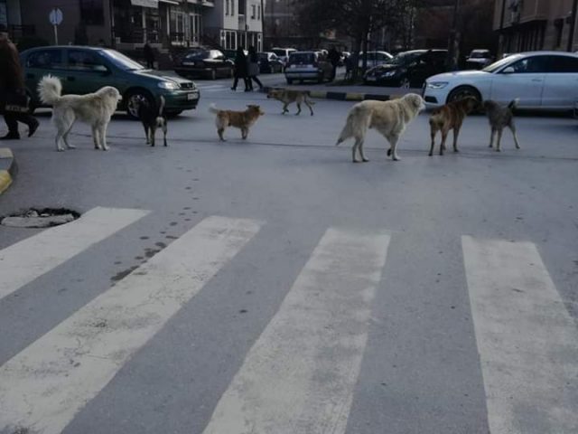 Foto Lajm:Qent “grumbullohen” para Gjykatës së Strugës!!!