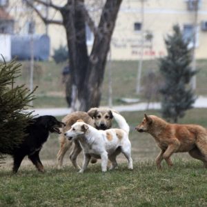 Veterinari Murat Lumani: Kafshët e patrajtuara mirë mund të përcjellin sëmundje të rënda tek njerzit