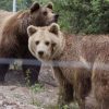 Arinjtë nga Shqipëria vendosen në Zvicër