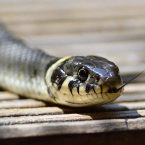Rasti i parë i kafshimit nga gjarpri në Shkup