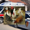 I zoti i shtëpisë e masakroi pasi e kapi duke vjedhur dy pula, hajduti  ndërron jetë në spital
