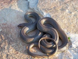 Holandezin e kafshoi gjarpëri në Ohër, nuk kishte serum në spitalin e Ohrit, e shpëtuan në Dibër
